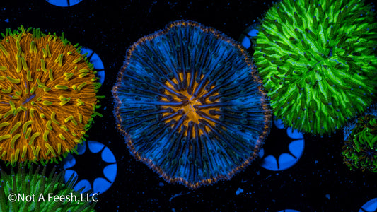 Pin-Wheel Fungia (WYSIWYG)