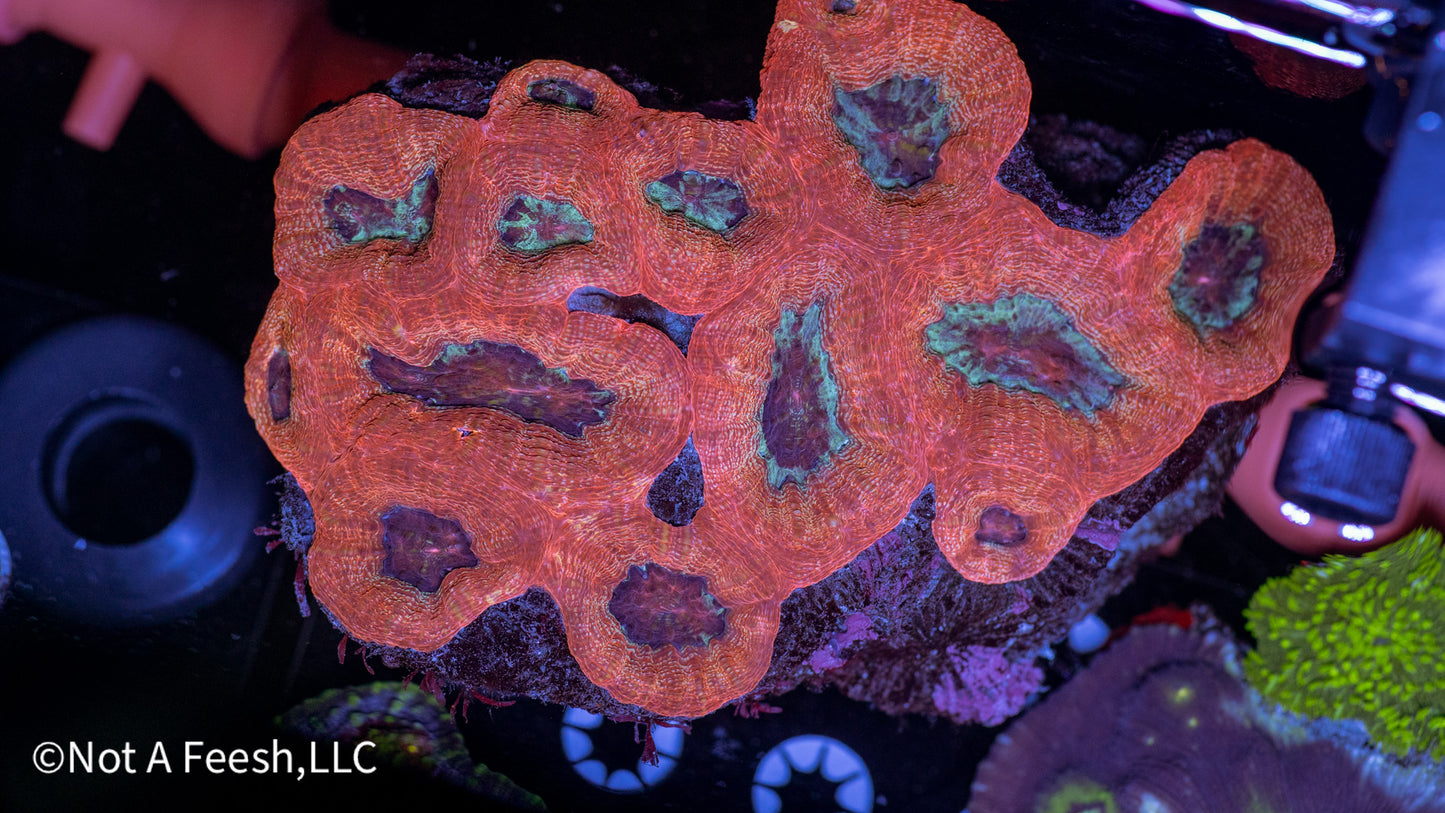 Bowerbanki Colony (WYSIWYG)