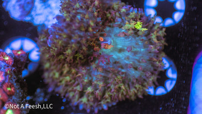 St. Thomas Mushroom (WYSIWYG)