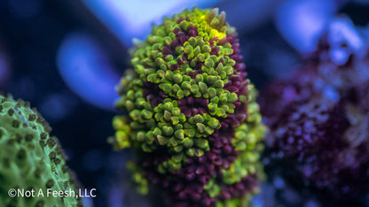 ARC Rainbow Splice (WYSIWYG)