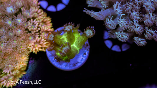 Red Mouth Glitter Goniopora (WYSIWYG)