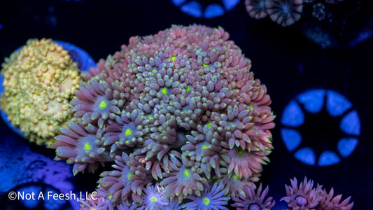 Rainbow Goni XL Frag (WYSIWYG)