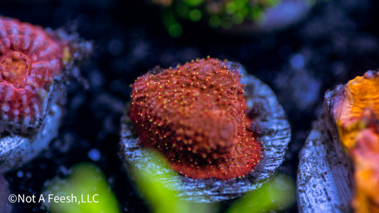 Watermelon Psammocora (WYSIWYG)