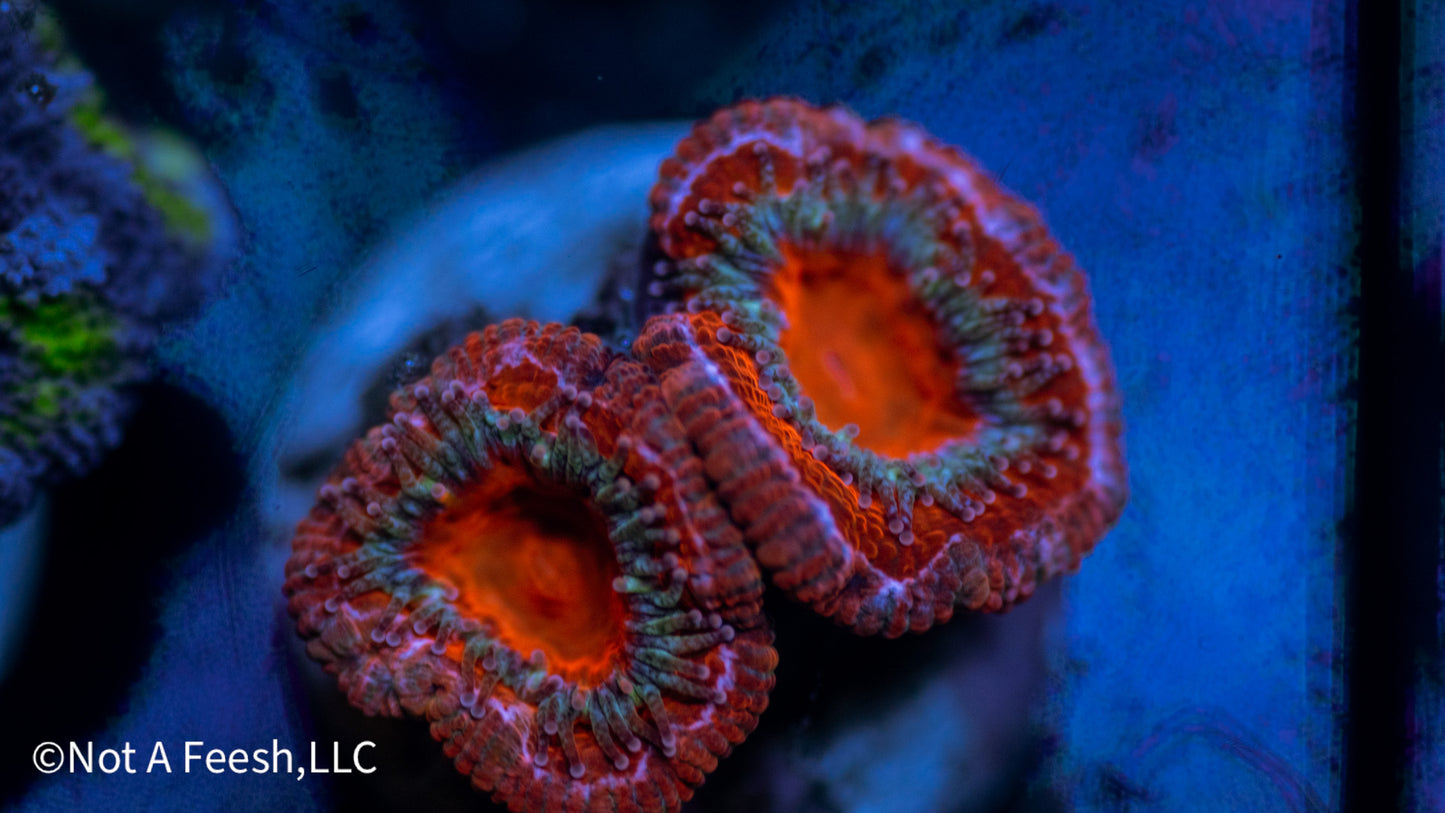 Bleeding Hearts Acan (WYSIWYG)
