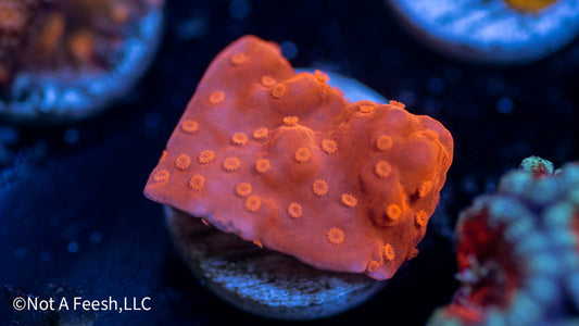 Orange Setosa (WYSIWYG)