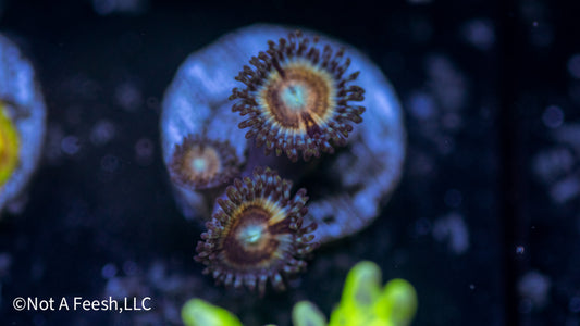 Sonic Flare Zoa (WYSIWYG)