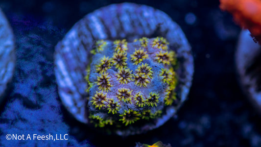WWC Skittles Bomb Cyphastrea (WYSIWYG)