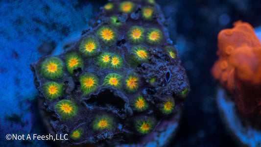 Zoolander Cyphastrea (WYSIWYG)