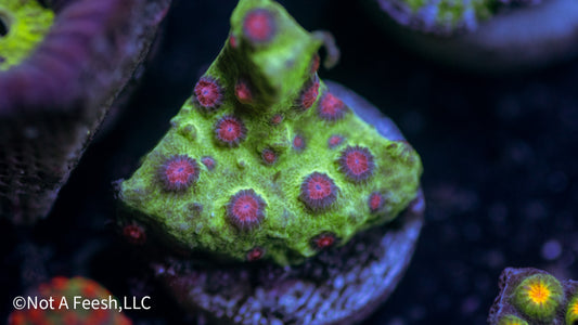Jingle Bells Cyphastrea (WYSIWYG)