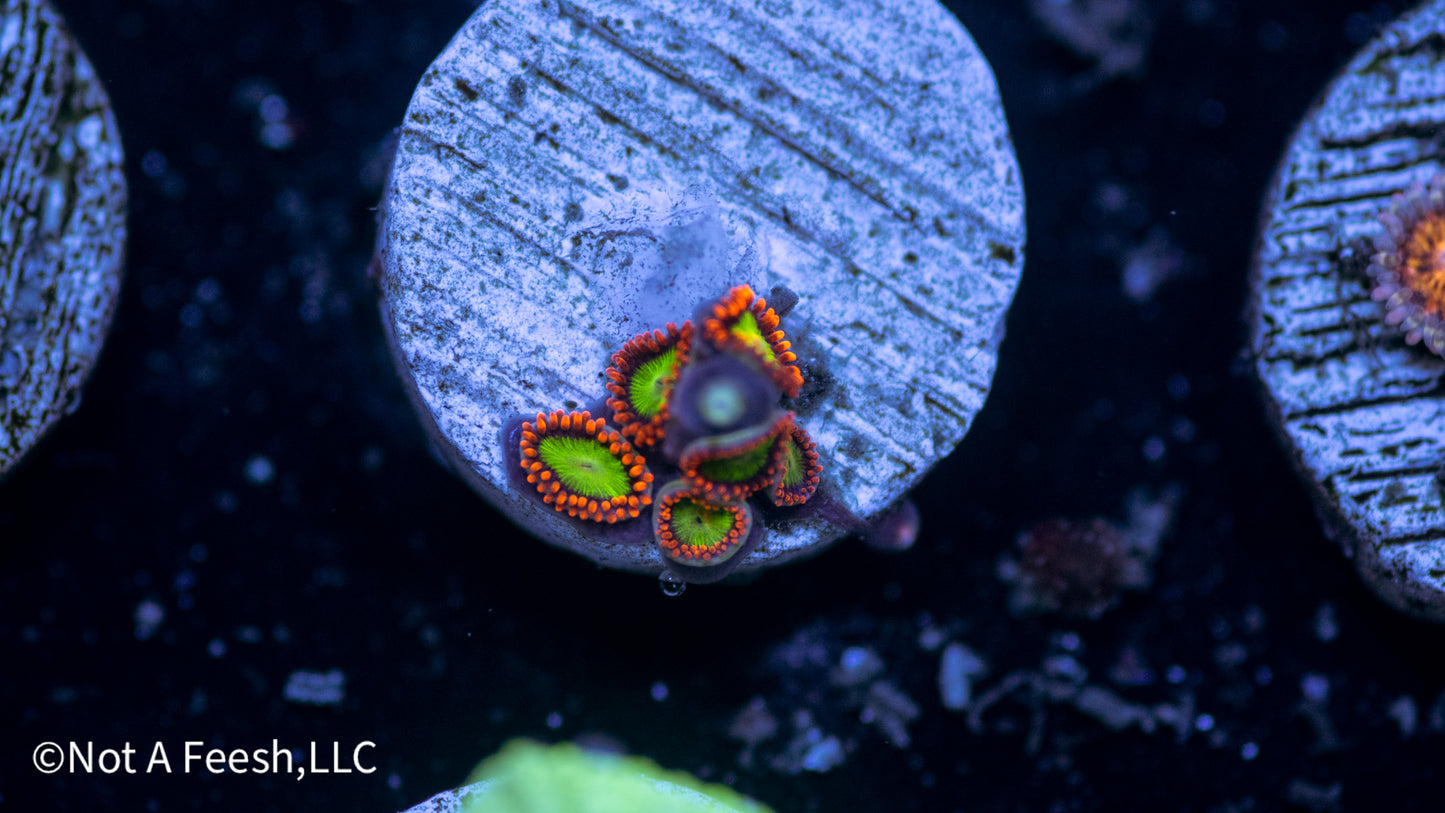Goblins on Fire Zoa (WYSIWYG)
