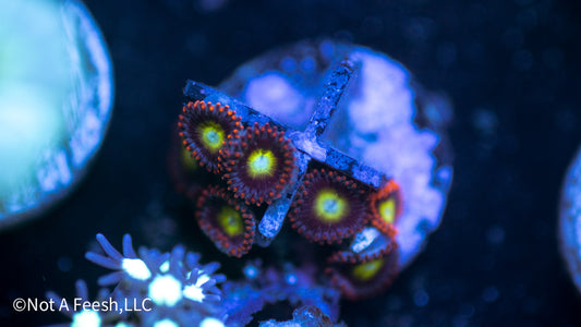 Circus Freak Zoa (WYSIWYG)