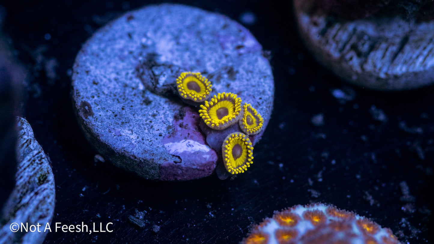 LA Lakers Zoa (WYSIWYG)