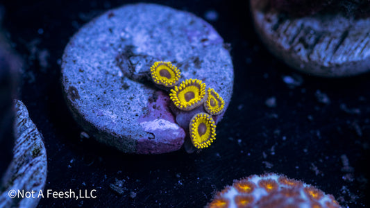 LA Lakers Zoa (WYSIWYG)