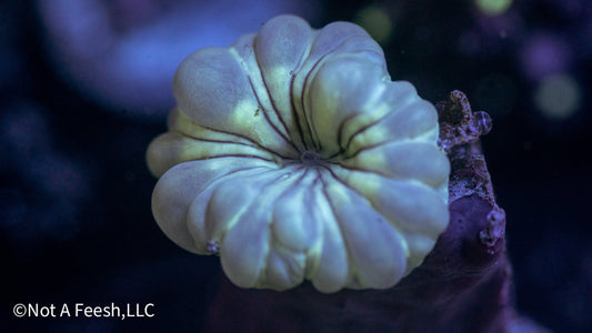 Fox Coral (WYSIWYG)