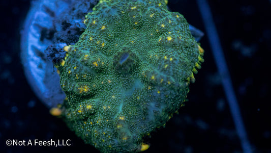 Rhodioactive Rhodactis (WYSIWYG)