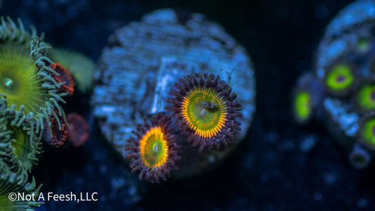 Rainbow Infusion Zoa (WYSIWYG)