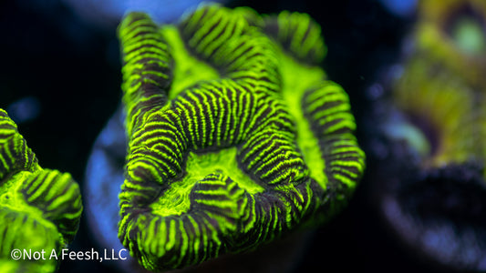 Zebra Goniastrea (WYSIWYG)