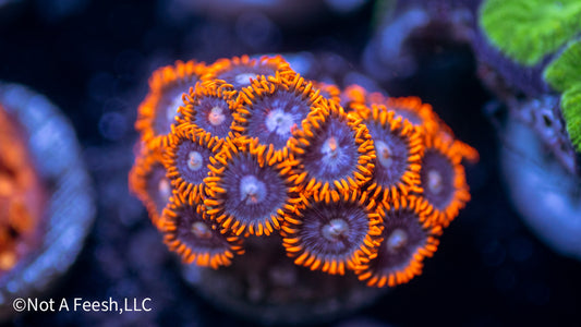 Fire & Ice Zoa (WYSIWYG)