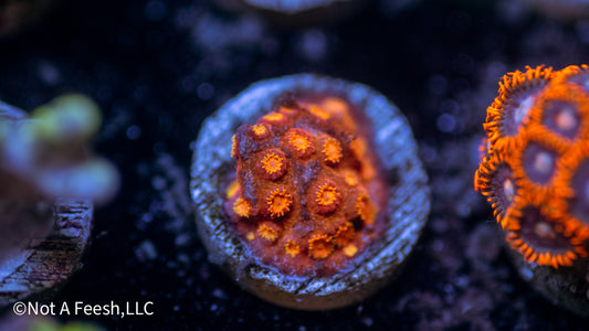 Copperhead Cyphastrea (WYSIWYG)