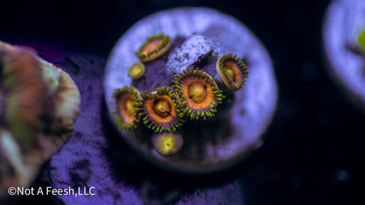 WWC Laser Lemon Zoa (WYSIWYG)