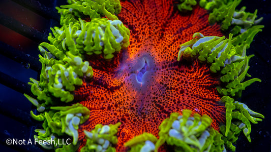 Rock Flower Anemone