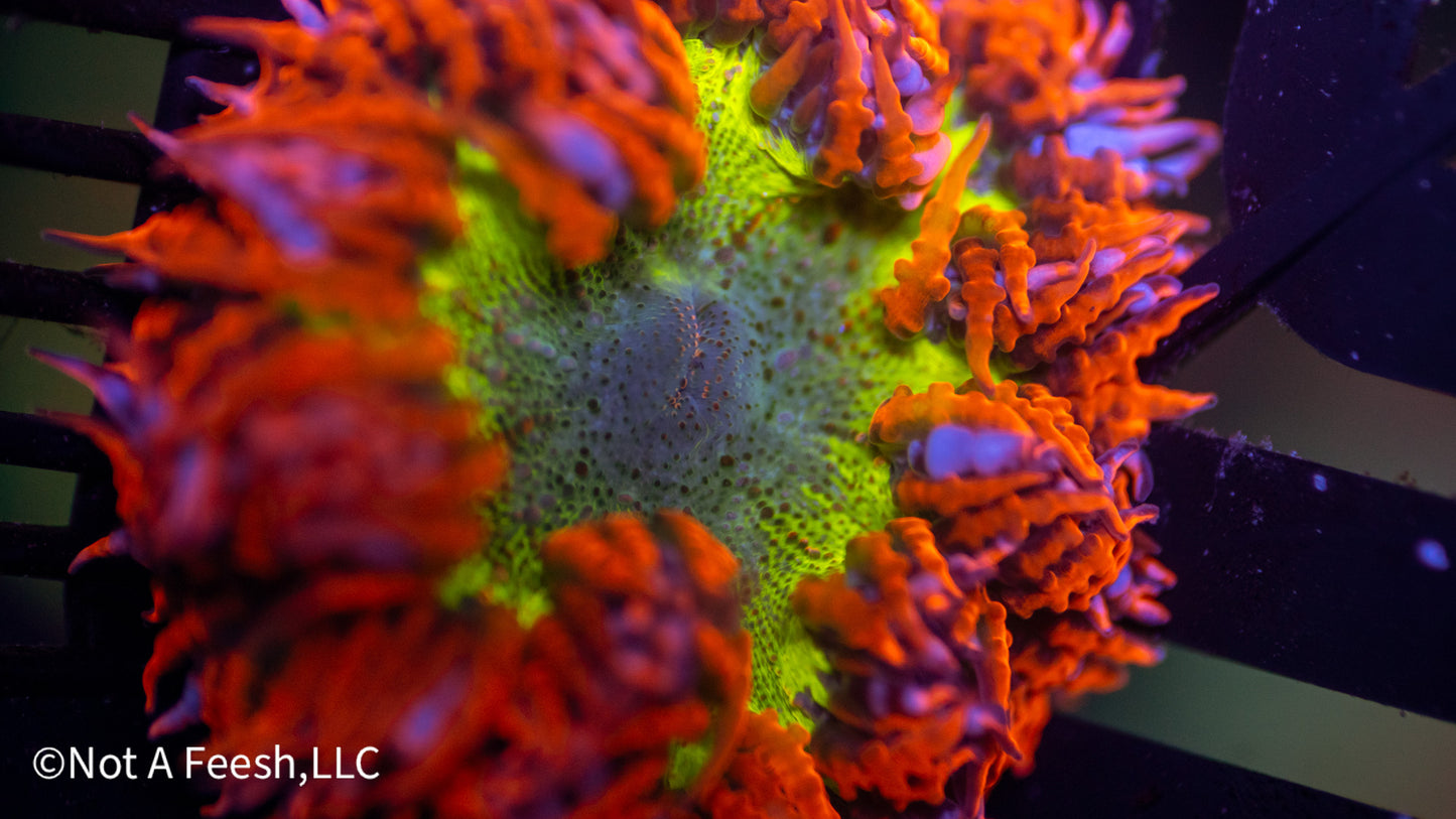 Rock Flower Anemone (WYSIWYG)