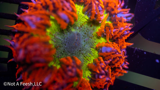 Rock Flower Anemone (WYSIWYG)
