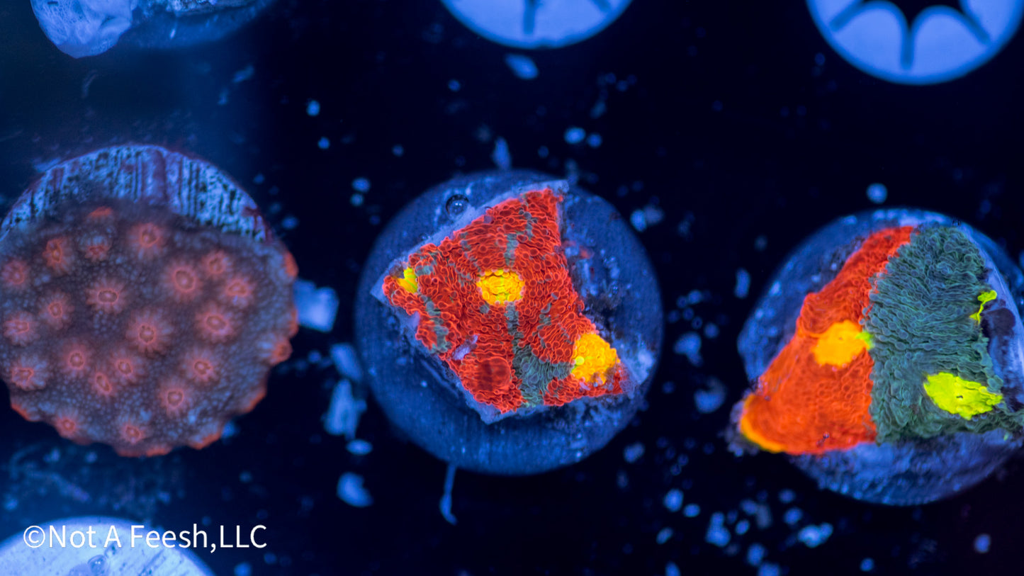 Sexy Corals Rainbow Dynamite (WYSIWYG)