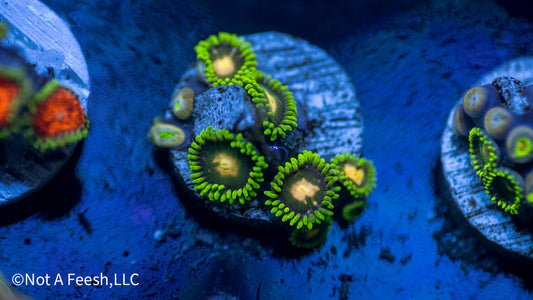 Green Bay Packers Zoa (WYSIWYG)
