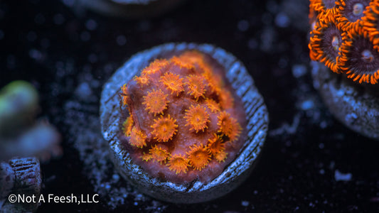 Orange Crush Cyphastrea (WYSIWYG)