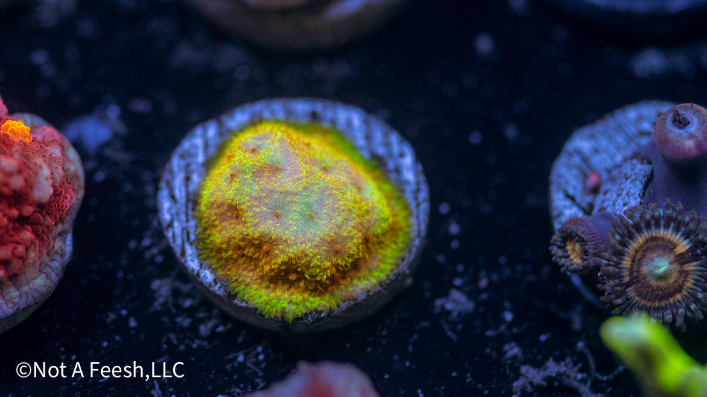 TG Watermelon Psammocora (WYSIWYG)