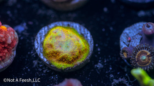 TG Watermelon Psammocora (WYSIWYG)