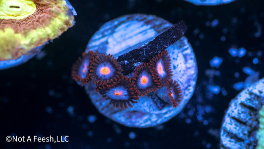 Mystique Zoa (WYSIWYG)