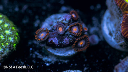 Mystique Zoa (WYSIWYG)