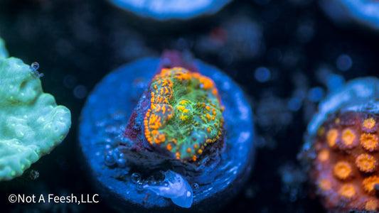 Orange skirt rhodactis Mushroom (WYSIWYG)