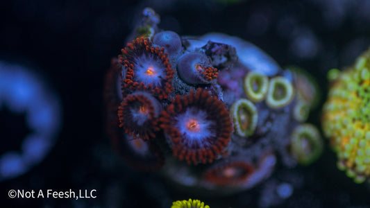 Mystique Zoa (WYSIWYG)