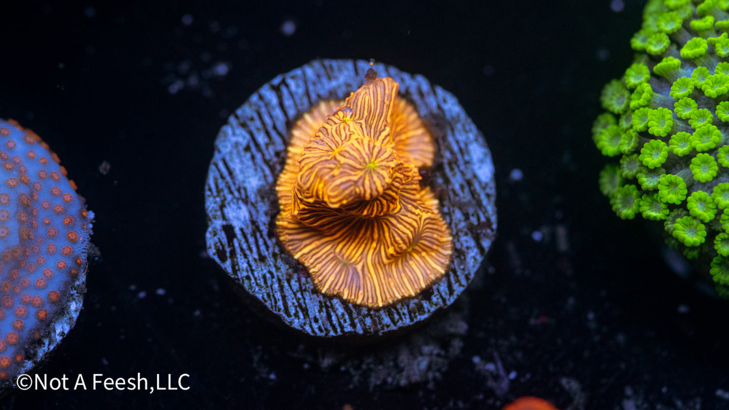 JF Jack 'O Lantern Leptoseris (WYSIWYG)