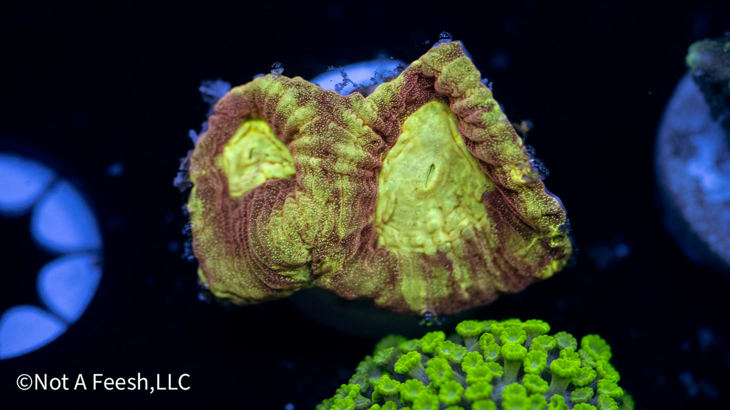 Crown of Helios Favia (WYSIWYG)