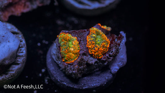 Red Skirt Rhodactis Mushroom (WYSIWYG)