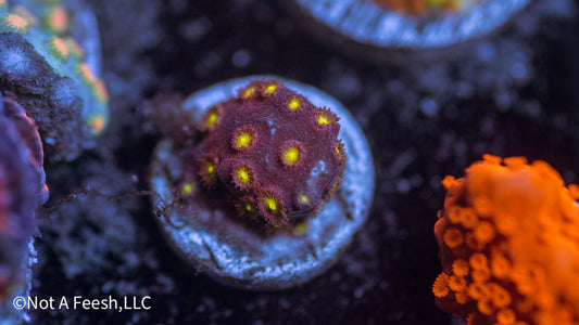 Bling Bling Cyphastrea (WYSIWYG)