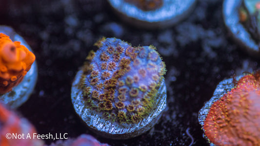 WWC Skittles Bomb Cyphastrea (WYSIWYG)