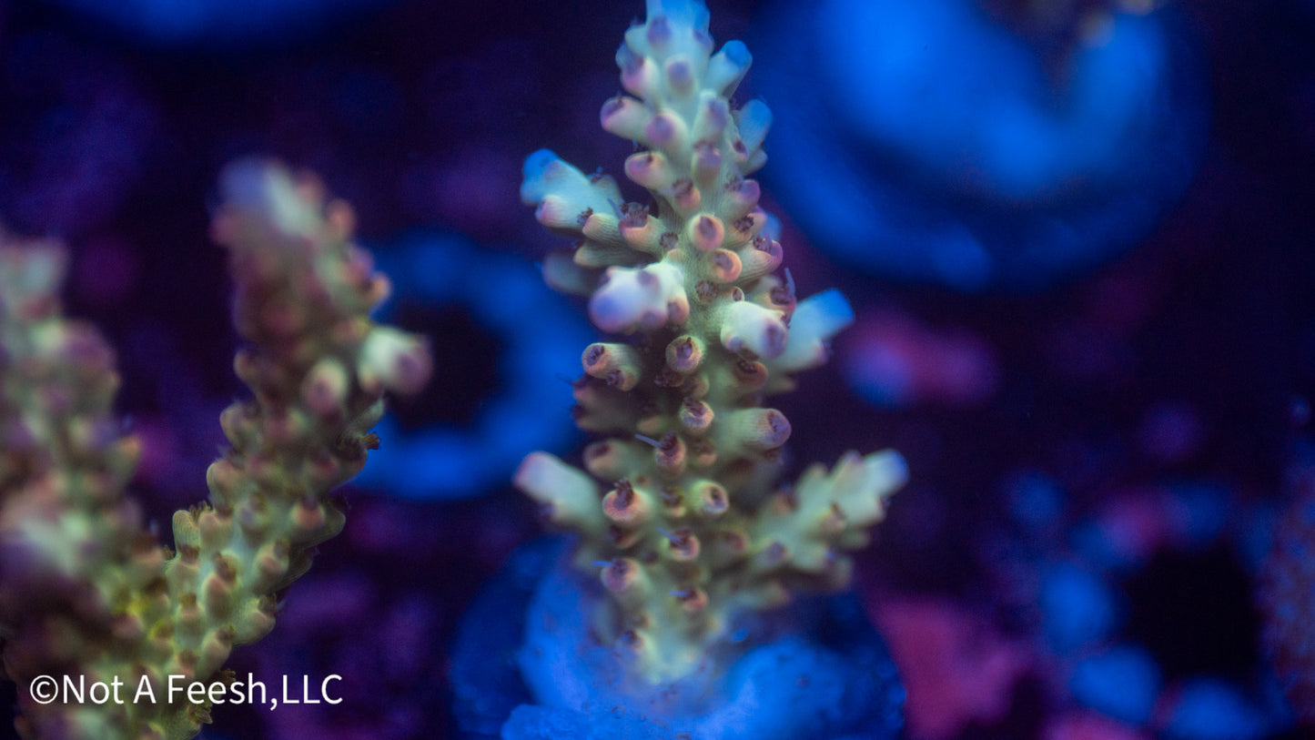 NAF Malaysian Shortcake (WYSIWYG)