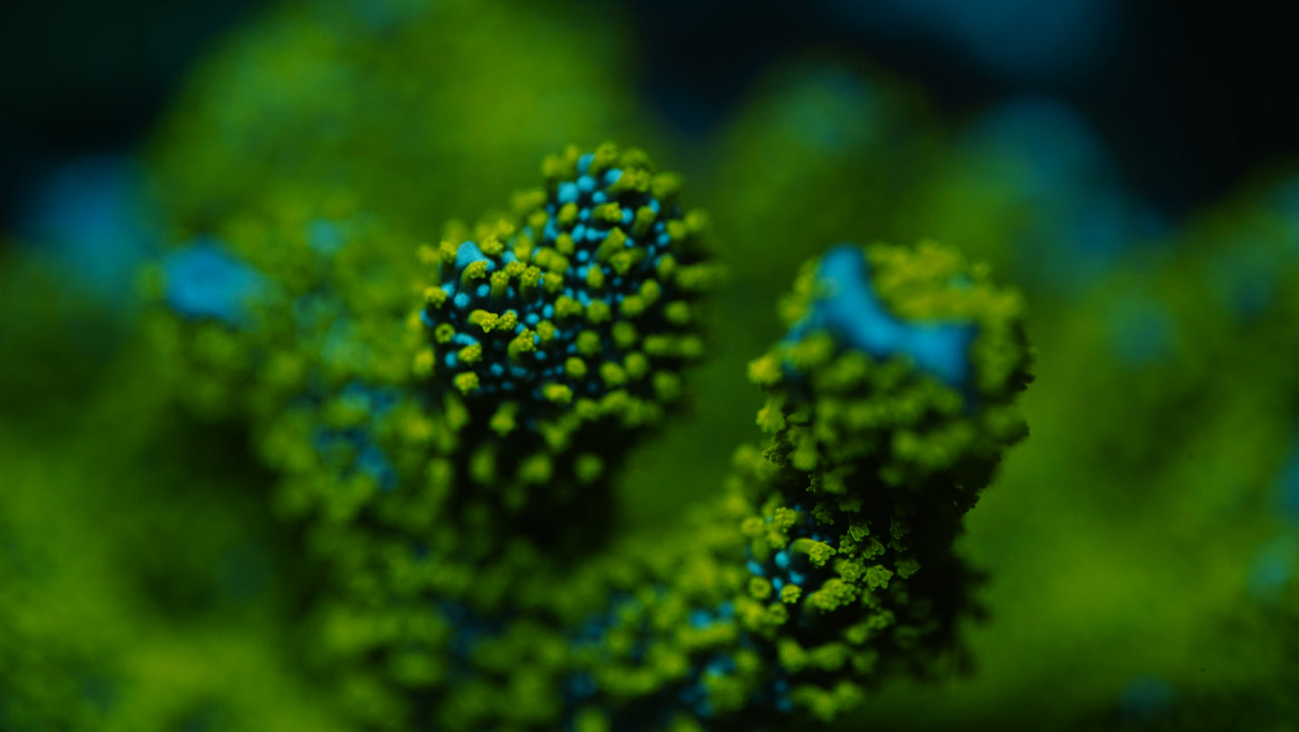 Tubbs Stellata Montipora