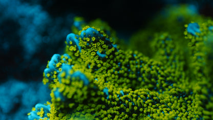 Tubbs Stellata Montipora