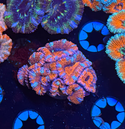 Micromussa (Acan) Lord (WYSIWYG)