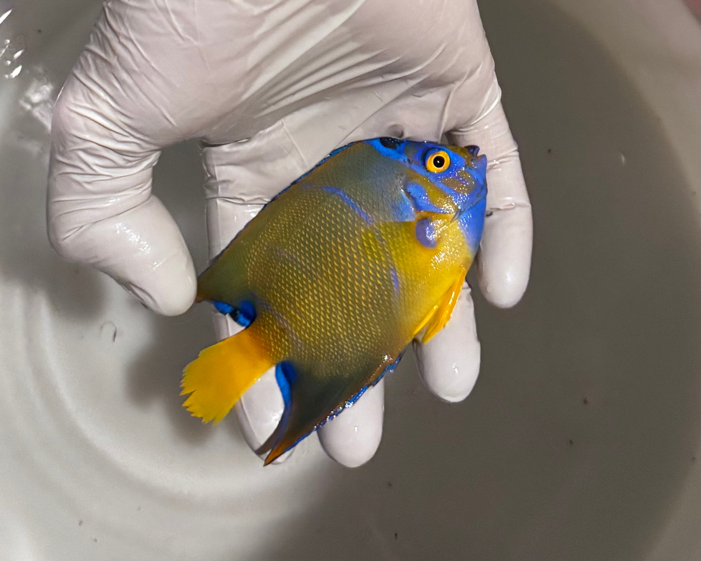 (Preorder) Queen Angel Fish