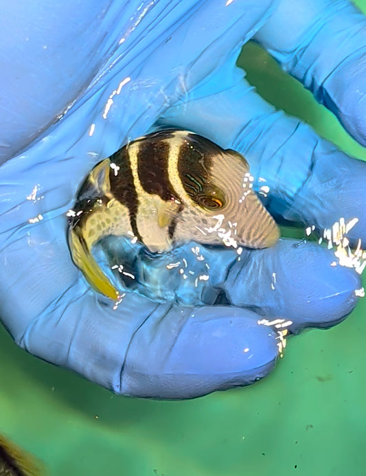 Valentini Puffer(Quarantined)