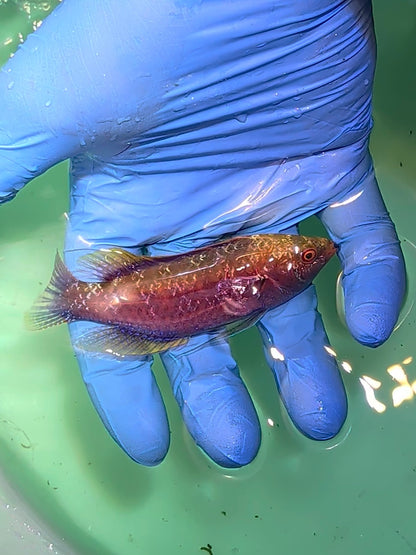 Beaus Fairy Wrasse (Quarantined)