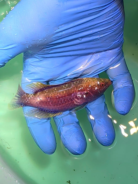 Beaus Fairy Wrasse (Quarantined)