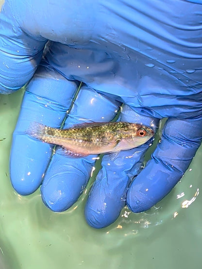 Solomon Exquisite Fairy Wrasse (Quarantined)